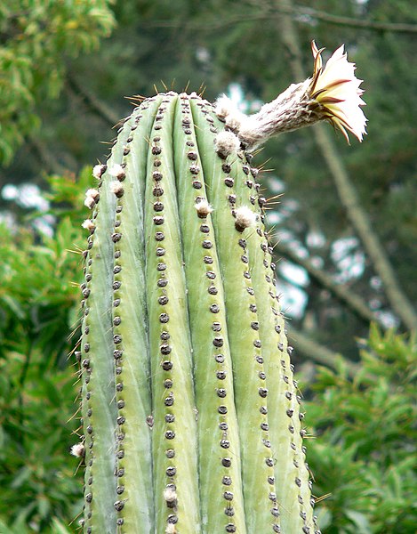 File:Echinopsis terscheckii 4.jpg