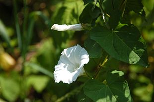 Gærdesnerle (Calystegia sepium).