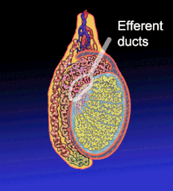 Efferent ducts - Wikipedia