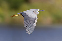 In flight, Tasmania Egretta novaehollandiae in flight - Gould's Lagoon.jpg