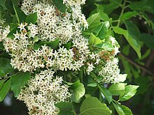 Ehretia anacua flowers.jpg 