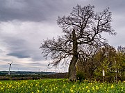 Eiche bei Mastershausen