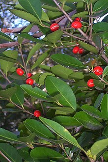 In Yatteyattah Nature Reserve Elaeodendron australe var australe near Milton.JPG