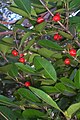 Red olive berry at Yatteyattah Nature Reserve