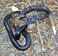 Black rat snake (Elaphe obsoleta obsoleta) eating a rodent.