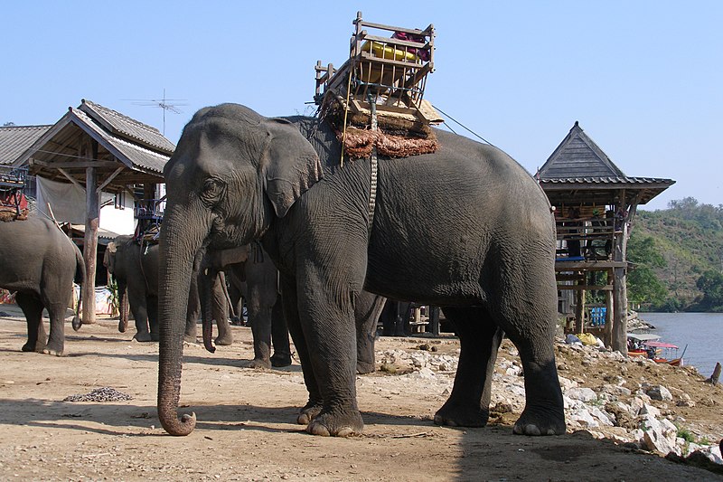 File:Elephant, Kok River, Chiang Rai, Thailand.jpg