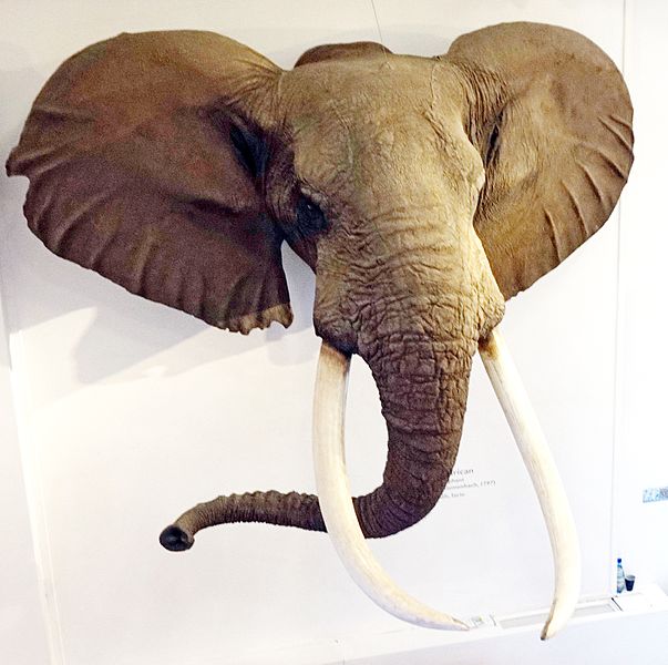 File:Elephant head 2.jpg