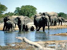 Elephants Etosha Namibia(1).jpg