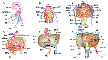 Illustration of early development of veins and portal venous system. VV Vitelline veins, UV Umbilical veins, CV Cardinal veins, SV Sinus venosus Embryological development of the human venous system.png