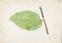 Emma Beach Thayer - Jagged Leaf Edge Caterpillar, study for book Concealing Coloration in the Animal Kingdom - 1950.2.26C - Smithsonian American Art Museum.jpg