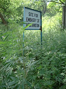 A thicket of wild cannabis in Islamabad, Pakistan Empty plot for Afghan embassy.jpg