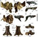 Frontals and parietal of Eolambia.Right frontal and postorbital CEUM 35502 (Eo2) in (A) dorsal, (B) ventral, (C) lateral, and (D) rostral views. Left frontal and postorbital CEUM 52091 (WS8) in (E) ventral, (F) medial, and (G) caudal views. Parietal CEUM 35339 (Eo2) in (H) dorsal, (I) ventral, (J) rostral, and (K) caudal views. Abbreviations: fs, frontal suture; ifs, interfrontal suture; lsp, suture for laterosphenoid; lsq, suture for left squamosal; nap, nasal process of frontal; nsoc, notch for supraoccipital; nuc, nuchal crest; or, orbital rim; p, parietal suture; pos, postorbital suture; prf, prefrontal suture; pro, suture for prootic; prs/osp, suture for presphenoid and orbitosphenoid; rsq, suture for right squamosal; sgc, sagittal crest; soc/op-exo, suture for supraoccipital and opisthotic-exoccipital; vb, ventral buttress. Scale bar equals 5 cm.