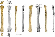 Epapatelo holotype ulna (MPUAN-PA650).jpg