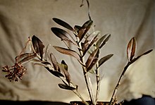 Epidendrum anceps) - rostlina.jpg
