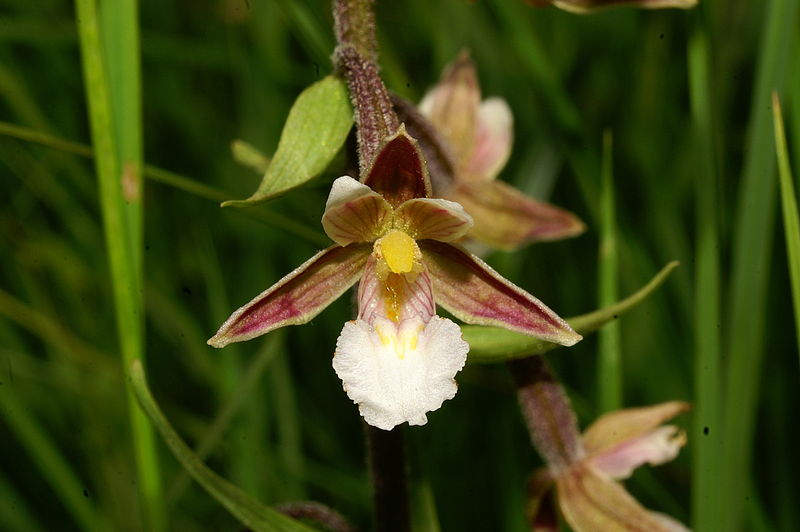 File:Epipactis palustris b7.JPG