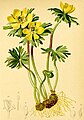 Eranthus hyemalis Atlas Alpenflora.jpg