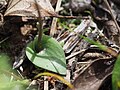 Eriochilus cucullatus