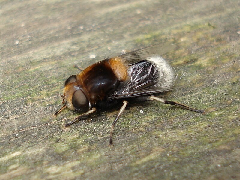 File:Eristalis (Eoseristalis) intricarius 01.JPG