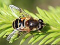 Eristalis picea (Fallén, 1817)