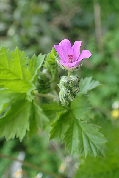 File:Erodium malacoides kz07.jpg