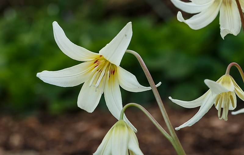 File:Erythronium tuolumnense White Beauty. Locatie, Tuinreservaat Jonkervallei 01.jpg