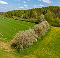 * Nomination Cherry trees near Etzdorf in Franconian Switzerland --Ermell 10:54, 7 May 2022 (UTC) * Promotion  Support Good quality. --Poco a poco 16:11, 7 May 2022 (UTC)