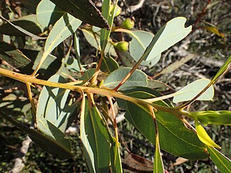 leaf arrangement Eucalyptus extrica leaves.jpg