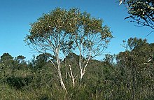 Okaliptüs gregsoniana habit.jpg