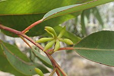 flower buds Eucalyptus patens buds.jpg