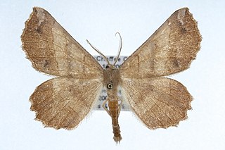 <i>Euchlaena johnsonaria</i> species of insect