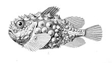 An illustration of an Atlantic spiny lumpsucker. Note the prominent tubercles. Eumicrotremus spinosus1.jpg