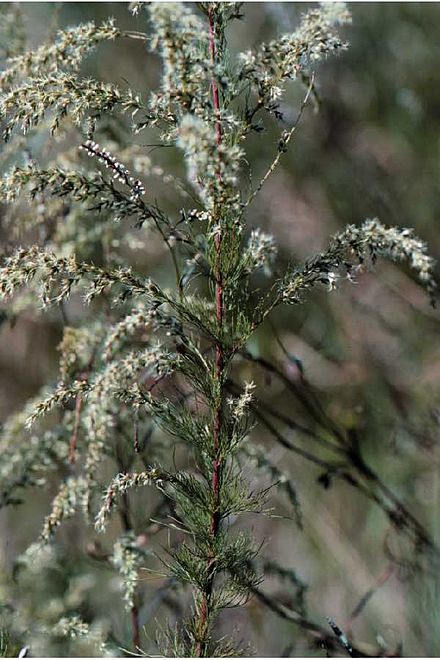 Eupatorium Capillifolium Wikiwand