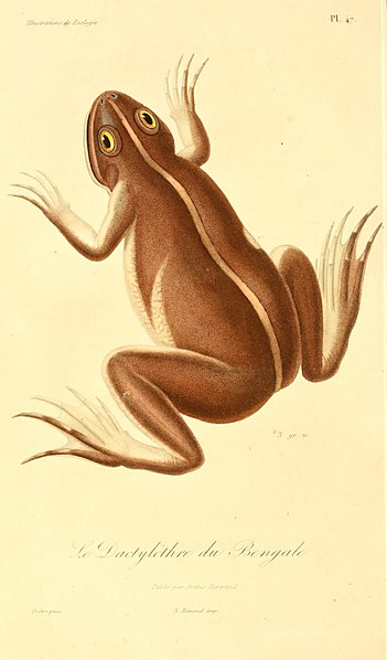 File:Euphlyctis hexadactylus 1831.jpg