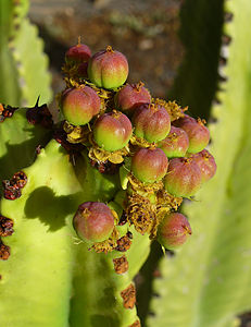 Euphorbia candelabrum Fruits