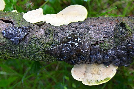 Fail:Exidia plana (Zwarte trilzwam) and Hapalopilus rutilans (Kussenvormige houtzwam) at a dead branch at Warnsborn - panoramio.jpg