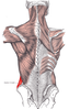 External oblique muscle