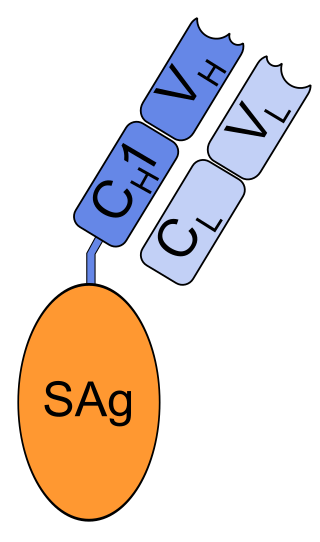 <span class="mw-page-title-main">Nacolomab tafenatox</span>