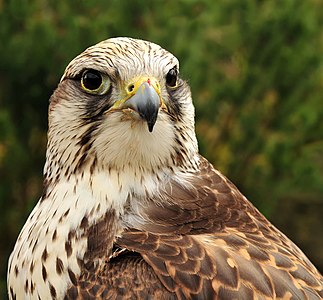 Falco cherrug (Saker Falcon)