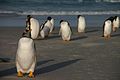 Falkland Islands Penguins 84.jpg