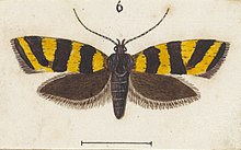 Illustration of T. chrysogramma by George Hudson. Fig 6 MA I437628 TePapa Plate-XXIX-The-butterflies full (cropped).jpg