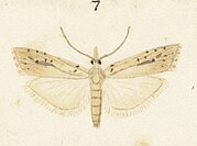 Illustration by G. Hudson. Fig 7 MA I437623 TePapa Plate-XXIV-The-butterflies full (cropped).jpg