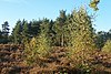 Fir Trees on heathland - geograph.org.uk - 629499.jpg