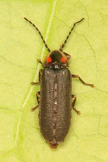 Ateşböceği - Lucidota punctata, Prens William Orman Parkı, Üçgen, Virginia.jpg