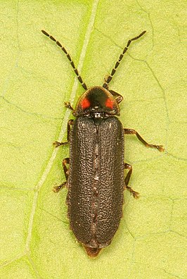 Lucidota punctata