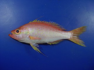 <i>Hemanthias</i> Genus of fishes