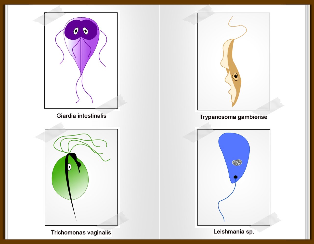 trypanosoma Trichomonas a talajban átjutott helminták életciklusa
