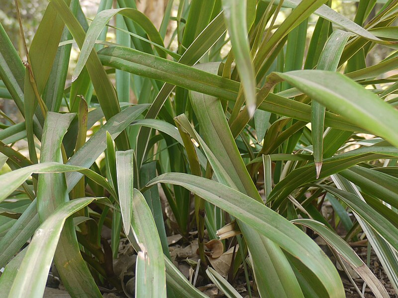 File:Flax-lily (4591894331).jpg