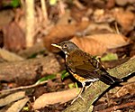 Flickr - Dario Sanches - SABIÁ-COLEIRA (Turdus albicollis).jpg