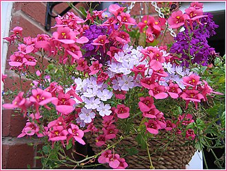 Floral basket with diascia Flickr - ronsaunders47 - LOCAL VIEWS 065.jpg