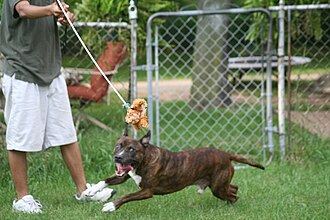 Exercise with flirt pole where dog runs to chase lure Flirt pole.JPG